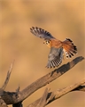 American Kestrel, Jennifer Mancuso
